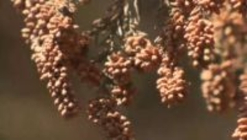 スギ花粉 来月12日ごろ飛散開始 飛散量は去年の2.5倍と大幅増の予想 山梨