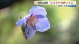 「「海の色と似てきれい」幻の花“ヒマラヤの青いケシ”の一般公開始まる 山梨・北杜市」の画像1