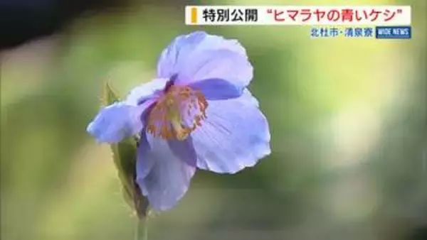 「海の色と似てきれい」幻の花“ヒマラヤの青いケシ”の一般公開始まる 山梨・北杜市