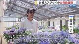 「母の日を前に鉢植えアジサイの出荷最盛期」の画像1