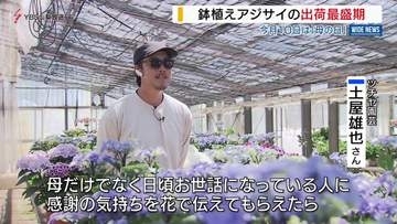 母の日を前に鉢植えアジサイの出荷最盛期