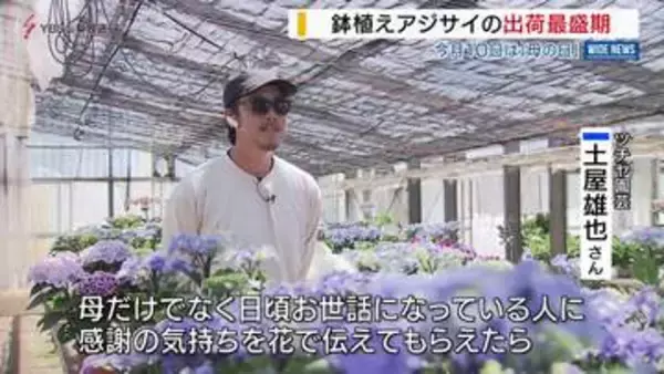 母の日を前に鉢植えアジサイの出荷最盛期