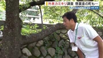 「繁殖力の強さに苦慮」県内初確認の“外来カミキリ” 発見場所周辺を県が調査 山梨