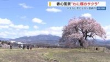樹齢330年！一本桜「わに塚のサクラ」満開 地域のシンボルが存在感 山梨・韮崎市