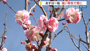 甲府で17.9℃！ウメも開花…一転あすは雪に 東部・富士五湖で10cm予想 山梨
