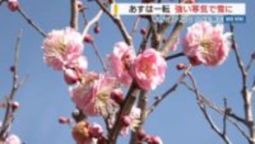 甲府で17.9℃！ウメも開花…一転あすは雪に 東部・富士五湖で10cm予想 山梨