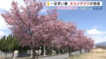 「やっぱりきれい」オカメザクラ見頃 川沿いの桜並木100本 春の訪れ告げる 山梨