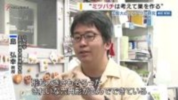 山梨大が研究「ミツバチは考えて巣をつくる」