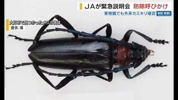 「全滅が心配」モモ園などで“外来カミキリ”初確認 JAは緊急防除を呼びかけ 山梨