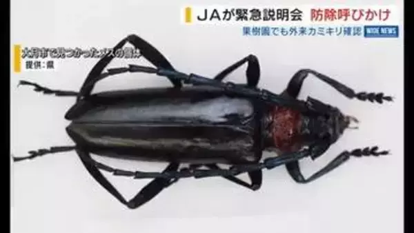 「全滅が心配」モモ園などで“外来カミキリ”初確認 JAは緊急防除を呼びかけ 山梨