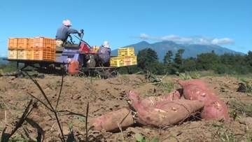 秋の味覚・サツマイモ収穫ピーク！特産の「あけの金時」上品な甘みが特徴 山梨・北杜市