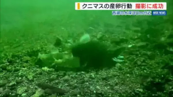 天然クニマスの“産卵行動” 山梨・西湖の湖底で撮影に初成功！県が貴重映像を公開