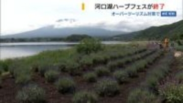 河口湖の人気イベント「ハーブフェス」が終了 多すぎる観光客で住民生活に影響 山梨