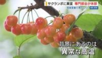 サクランボに異変 専門部会が休部 気候変動で育ちにくく➡ブドウなどへ転作し会員数半減 山梨