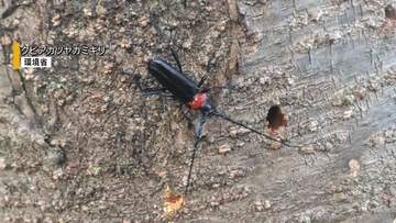 県内の果樹園で“外来カミキリ”初確認 甚大な被害及ぼす恐れ 県など緊急防除へ 山梨