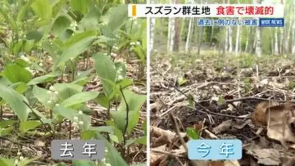 「花も葉もなくびっくり」シカ食害でスズラン群生地“壊滅” 花と茎食べられる 山梨