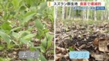 「花も葉もなくびっくり」シカ食害でスズラン群生地“壊滅” 花と茎食べられる 山梨