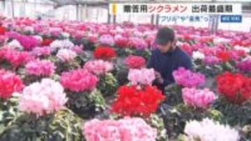 “フリル”に“金魚”など30種類以上…冬の花シクラメンの出荷ピーク 山梨・笛吹市