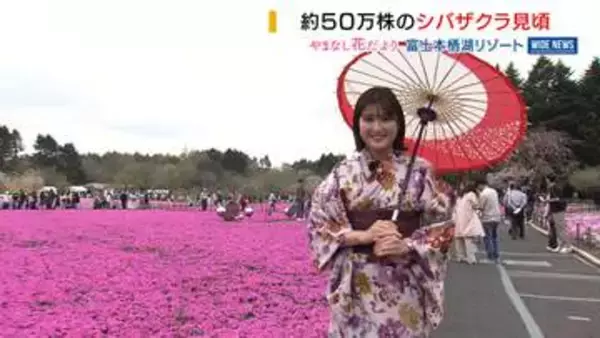 富士山の麓にピンク色のじゅうたん シバザクラ50万株が満開！着物姿で散策も 山梨