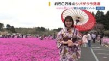 富士山の麓にピンク色のじゅうたん シバザクラ50万株が満開！着物姿で散策も 山梨