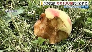 収穫間近のモモ100個 シカに食べられる 畑には歯形が付いた実が…被害深刻 山梨