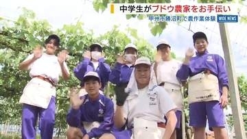 「大変さ分かる」中学生がブドウ農家お手伝い 頼れる助っ人が袋かけなどに奮闘 山梨