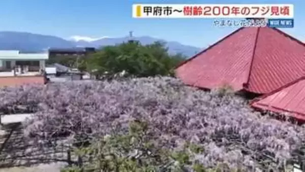 樹齢200年！慈恩寺のフジ見頃 風に揺れる薄紫色のカーテン 甘い香りも漂う 山梨