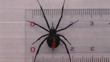 【速報】甲府市で「セアカゴケグモ」を確認 県内では2024年以来6例目 山梨