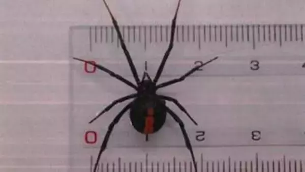 【速報】甲府市で「セアカゴケグモ」を確認 県内では2024年以来6例目 山梨