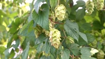北杜発祥のホップ「かいこがね」収穫 新たな農家が継承 ビールは今月下旬に完成 山梨