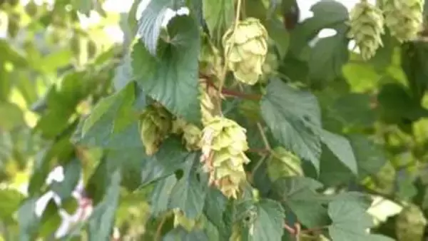北杜発祥のホップ「かいこがね」収穫 新たな農家が継承 ビールは今月下旬に完成 山梨