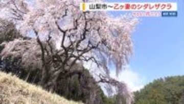 樹齢150年以上！空からピンク色が降り注ぐ「乙ヶ妻のシダレザクラ」が見頃 山梨
