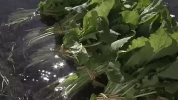 「富士山に感謝ですね」水かけ菜の収穫始まる 富士北麓の冬の風物詩 山梨・都留市