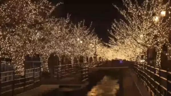 55万球のLEDが冬の夜彩る 石和温泉郷に輝く桜並木 「光の富士山」も 山梨・笛吹市