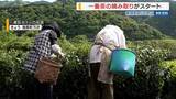 「「いいお茶ができた」 一番茶の摘み取り始まる 寒暖差で出来は上々 山梨・南部町」の画像1