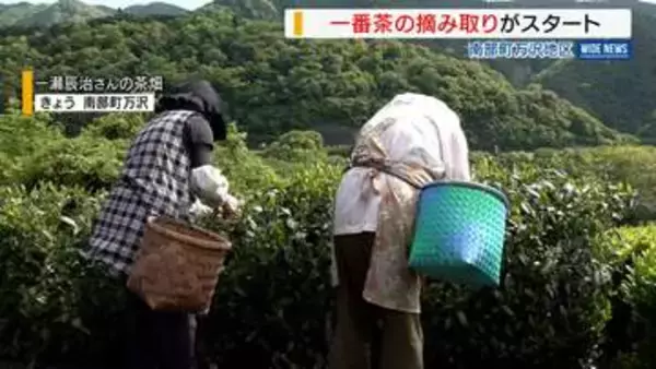 「いいお茶ができた」 一番茶の摘み取り始まる 寒暖差で出来は上々 山梨・南部町