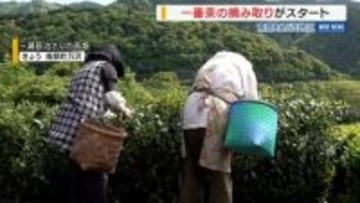 「いいお茶ができた」 一番茶の摘み取り始まる 寒暖差で出来は上々 山梨・南部町