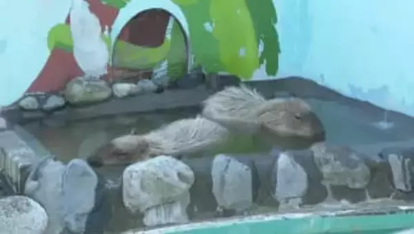 カピバラも“いい湯だな ♪” 「かわいくて癒やされる」 寒い時期の恒例行事はじまる 山梨