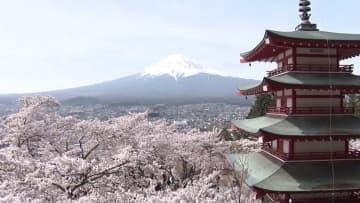 “桜＋富士山＋五重塔”の絶景 「桜祭り」の開催見送りが決定 オーバーツーリズム対策で 山梨