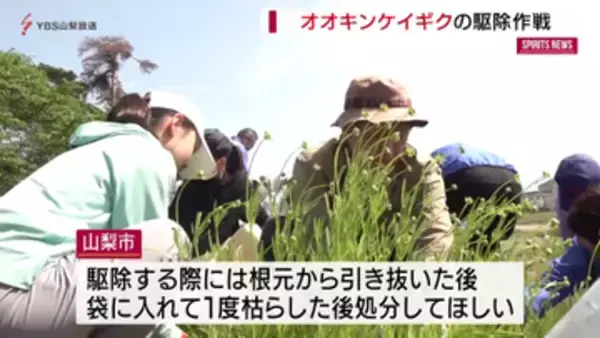 特定外来生物をやっつけろ！　オオキンケイギク駆除作戦