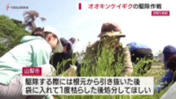 特定外来生物をやっつけろ！　オオキンケイギク駆除作戦