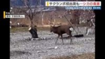 「使い物にならない。ショック」果樹畑でシカ食害相次ぐ 今年に入り20件以上 山梨