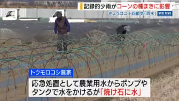 「雨は降ってもらいたい」 トウモロコシ農家が頭抱える 記録的少雨が種まきに影響 山梨・市川三郷町