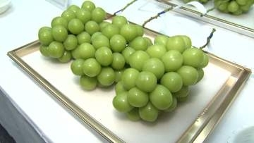 「粒ぞろいの出来」JAがシャインマスカットの品評会 粒の張りや食味など審査 山梨
