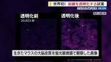 「世界初！生きたまま“組織を透明化する”試薬 山梨大などが開発 透明人間は可能？」の画像1