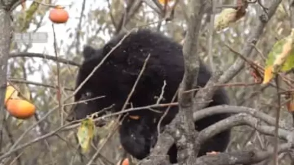 クマの生息頭数 山梨県内に1000頭超 5年で倍増 半数以上が峡東地域周辺に生息か 山梨