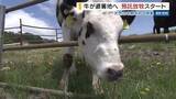 「八ヶ岳で「預託放牧」が始まる 涼しい高原で牛は快適！畜産農家の負担も軽減 山梨」の画像1