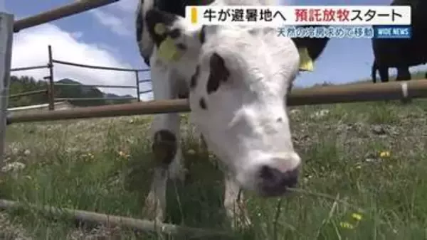 八ヶ岳で「預託放牧」が始まる 涼しい高原で牛は快適！畜産農家の負担も軽減 山梨