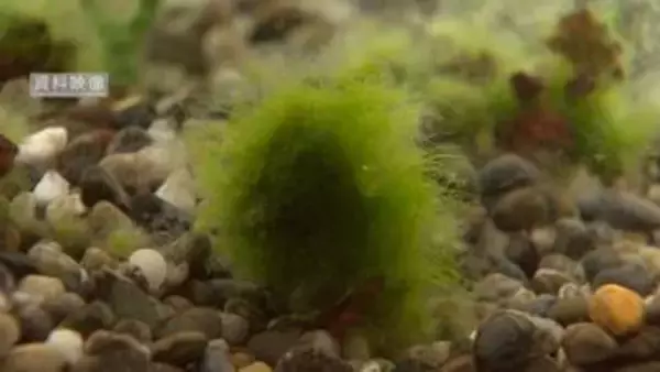 「絶滅の危機」山中湖のフジマリモ半減か 水温上昇が原因「保全体制の確立必要」山梨