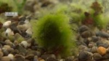 「絶滅の危機」山中湖のフジマリモ半減か 水温上昇が原因「保全体制の確立必要」山梨
